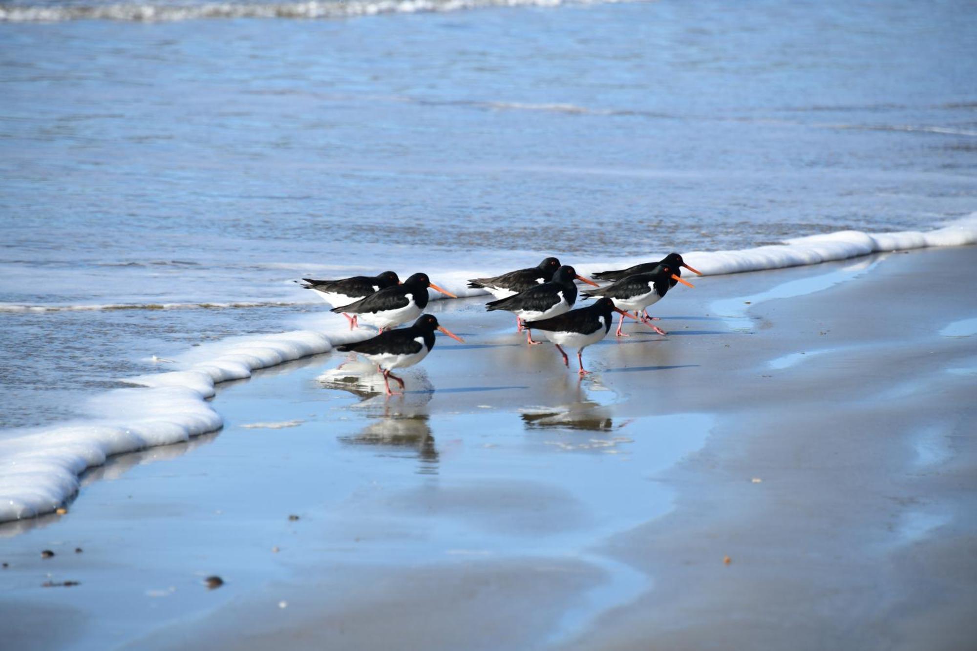 Holiday home Little Curlew, Ynyslas, Borth