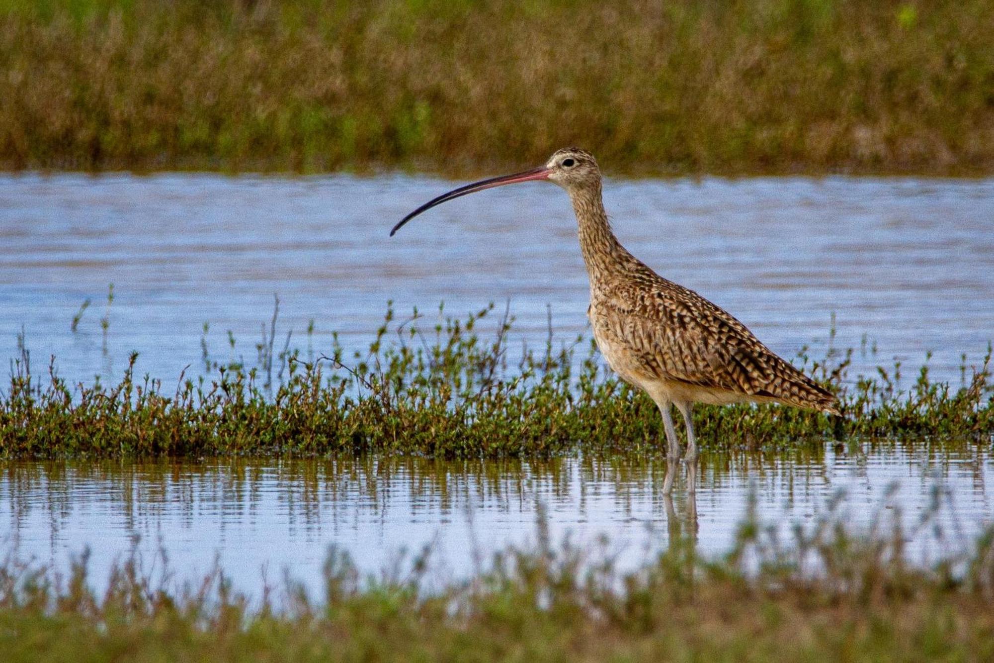 Little Curlew, Ynyslas, *